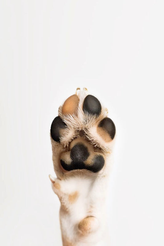 Dog Paw Balm